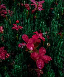 Заповедник Сейдъяввр