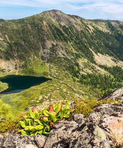 Хамар-Дабан