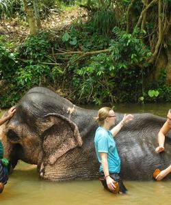 Слоновий питомник в Пиннавела