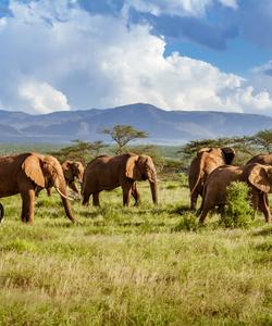 Слоны в Африке