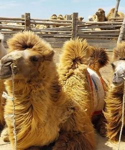 верблюды в Калмыкии