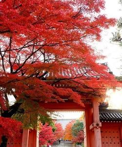 Красные клёны