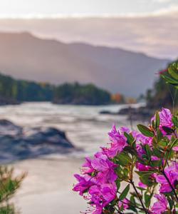 Местные пейзажи