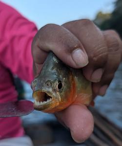 Экскурсия по Амазонке