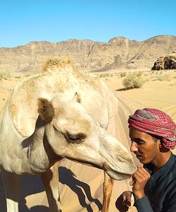 Верблюд в Иордании