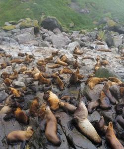 Лежбище морских котиков на острове Анциферова