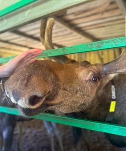 Сумароковская лосеферма