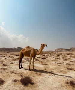 Верлюд в Иране
