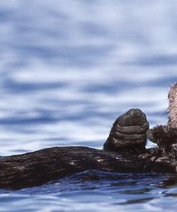 Тур по Командорским островам