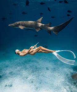 Китовые акулы