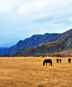 Тур на Алтай