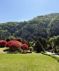 Сад утреннего спокойствия Ачим Коё