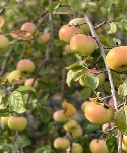 Хвалынские яблоки