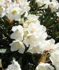 рододендроны