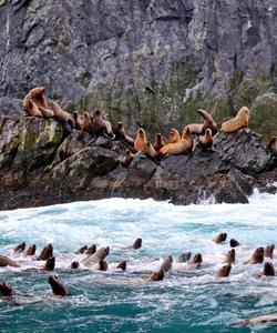 Лежбище морских котиков на Камчатке