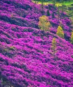 Цветение маральника