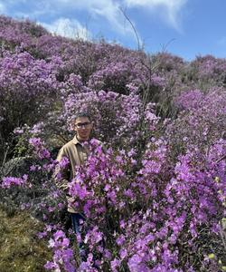 Цветение маральника