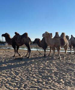  Барханы мини-Гоби