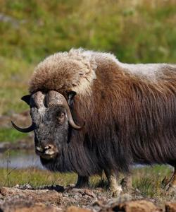 Овцебык, Ямал