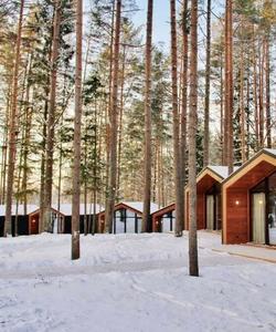 Снежный лес