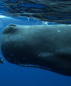 Дайвинг с кашалотами (спермацетовыми китами) 