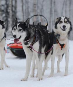 зимний тур в Карелию