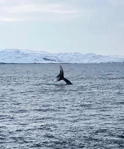 Выход в море в Териберке