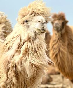 Тур в Калмыкию