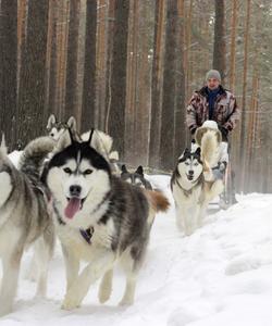 Катание на собачьих упряжках на Байкале
