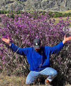 Цветение маральника на Алтае