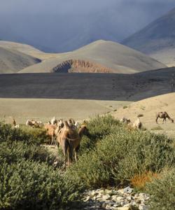 Тур на Алтай