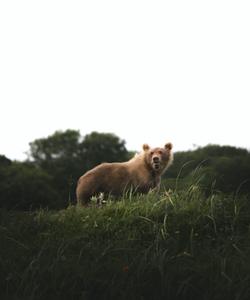 камчатский бурый медведь