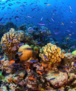 Большой Барьерный риф