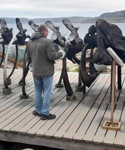 Скелет кашалота, Териберка