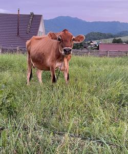 Этнотур на Алтай