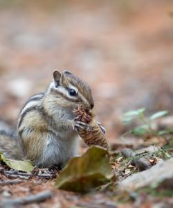 Флора и фауна