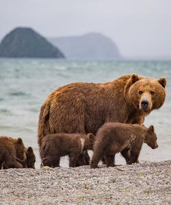 Камчатские медведи