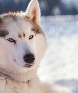 Тур по Кольскому полуострову