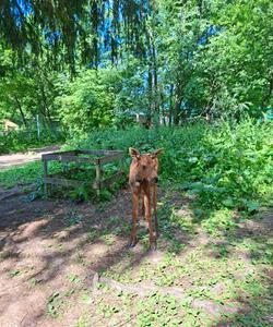 Сумароковская лосеферма
