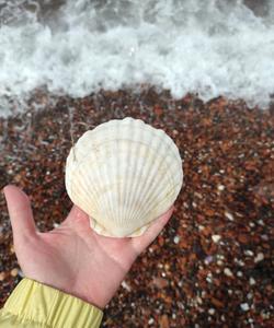 сбор ракушек