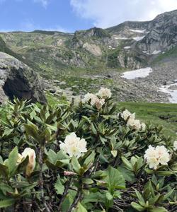 Бзерпинский карниз
