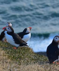 Атлантические тупики