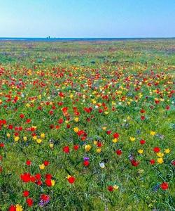 Тюльпановые поля в Калмыкии