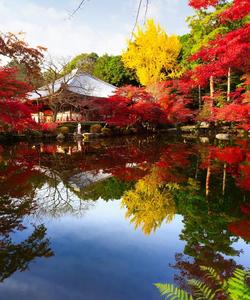 Японский сад