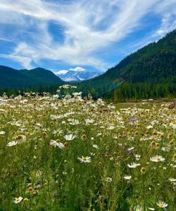 природа Алтая