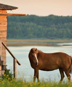 Экоферма Мезенка