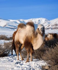 Верблюд в Алтае