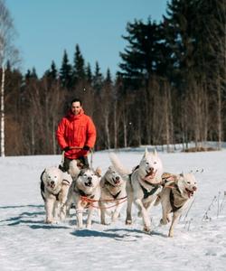 Поездка на собачьей упряжке