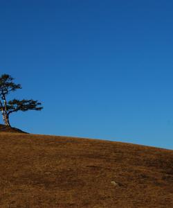 Местный пейзаж