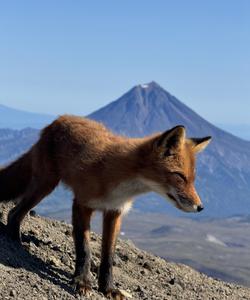 Местная природа